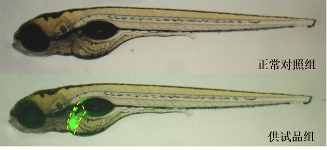 含类雌激素物质的供试品处理后斑马鱼荧光表型图