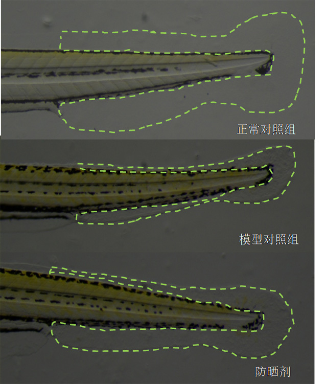 斑马鱼紫外线照射尾鳍面积表型图