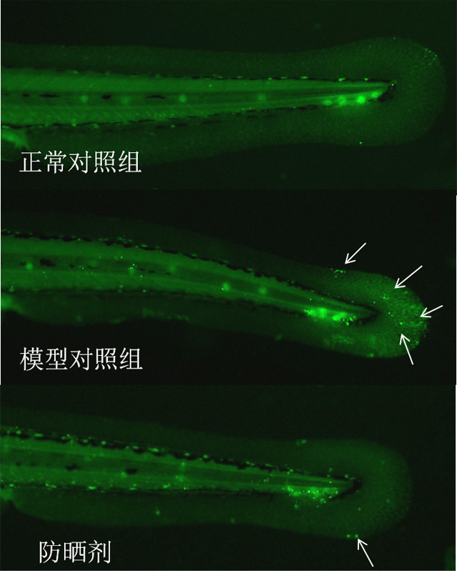 斑马鱼紫外线照射尾鳍凋亡细胞表型图
