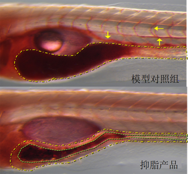 斑马鱼肠腔和血管中的脂肪染色表型图