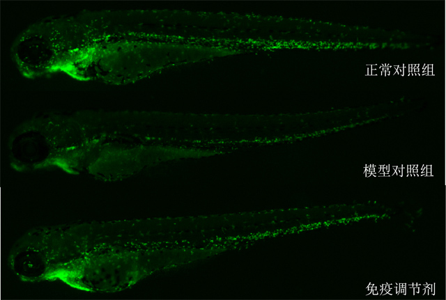利用斑马鱼模型评价调节免疫功效——巨噬细胞