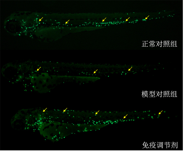 利用斑马鱼模型评价调节免疫功效—中性粒细胞