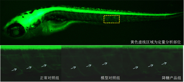 斑马鱼周围运动神经荧光强度