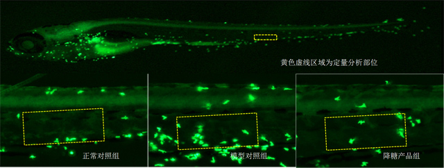 斑马鱼周围运动神经中性粒细胞数目