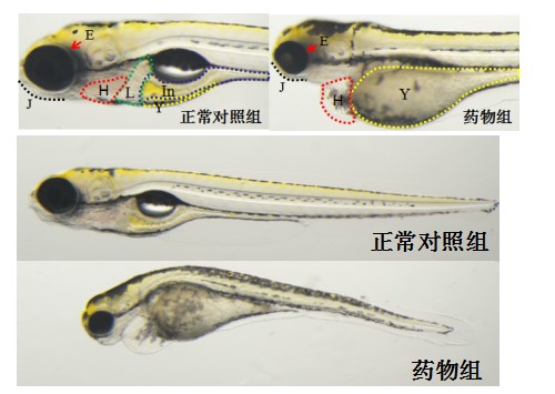 利用斑马鱼模型评价药物发育毒性与致畸性风险