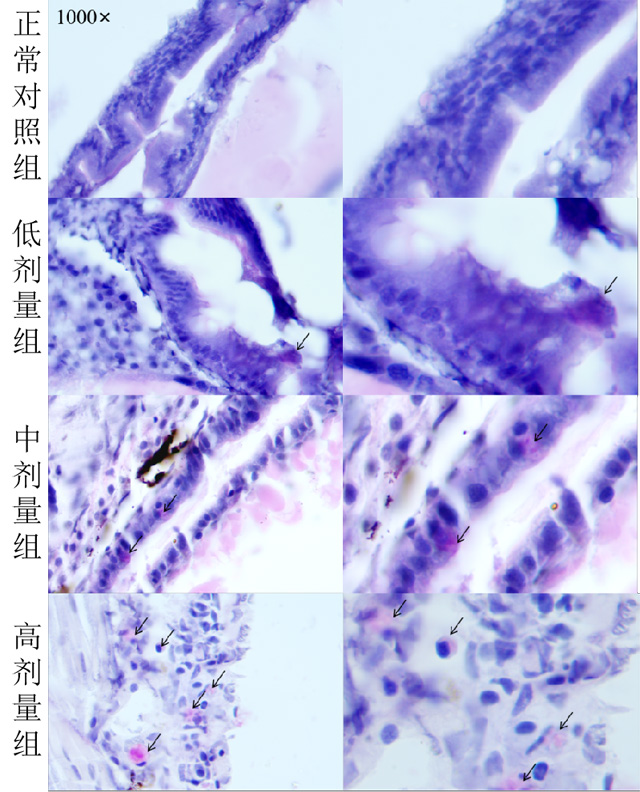 斑马鱼体内肥大细胞染色典型图