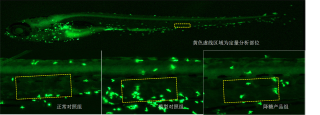 斑马鱼周围运动神经中性粒细胞数目