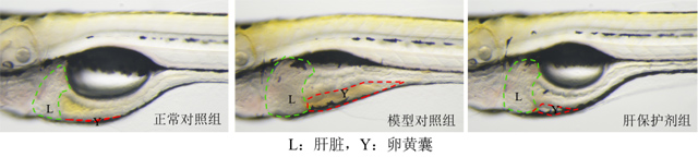 斑马鱼肝脏表型图