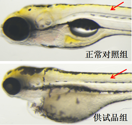 利用斑马鱼模型评价皮肤肌肉毒性