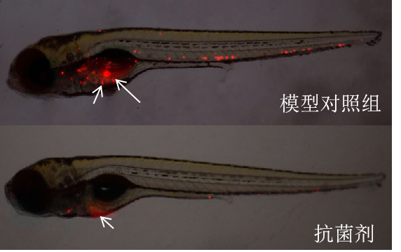 斑马鱼体内细菌繁殖表型图