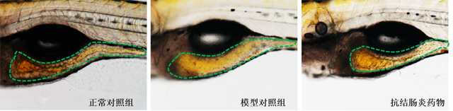 斑马鱼肠腔面积表型图