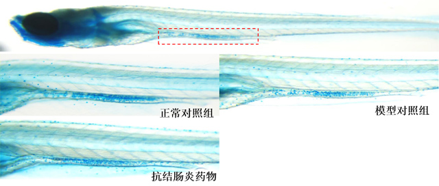 斑马鱼肠道杯状细胞表图