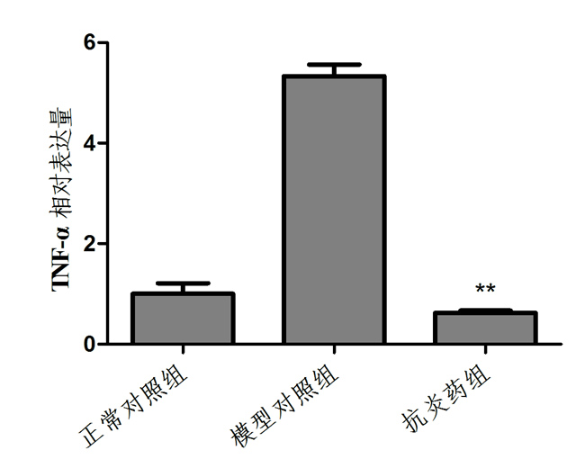 斑马鱼TNF-α基因相对表达量