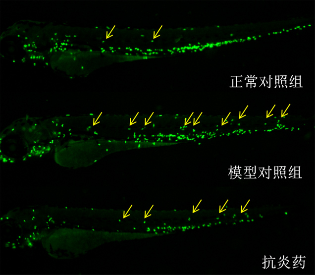 斑马鱼体表侧线上中性粒细胞表型图