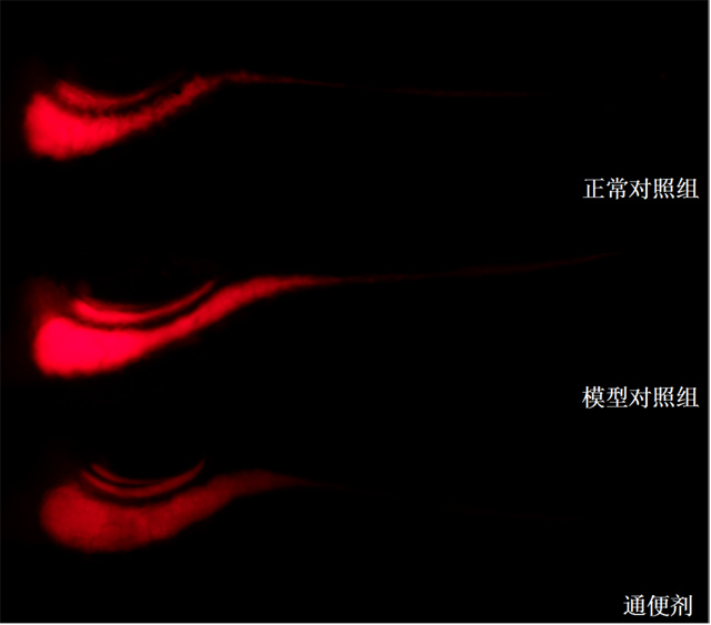 斑马鱼肠道荧光强度表型图