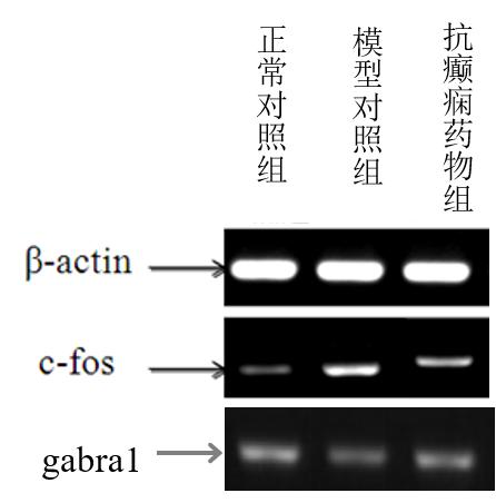 c-fos和gabra1基因图