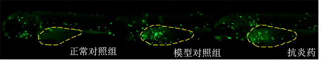 斑马鱼卵黄囊内中性粒细胞表型图