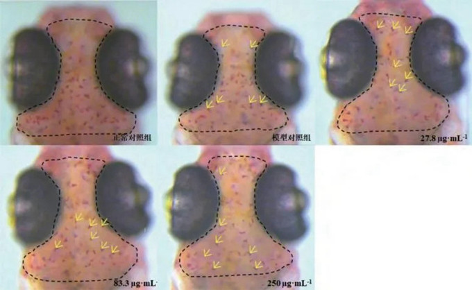 二十五味肺病丸各实验组斑马鱼脑部巨噬细胞吞噬纳米活性炭表型图