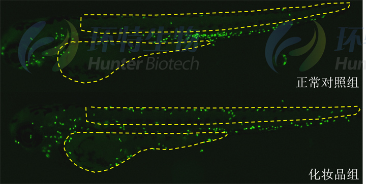 斑马鱼皮肤中性粒细胞表型图
