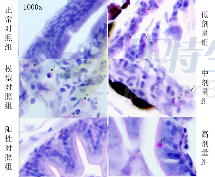 斑马鱼体内肥大细胞染色典型图