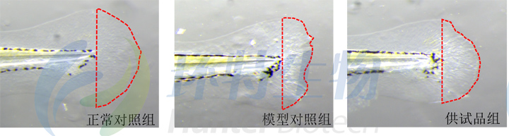 斑马鱼尾鳍面积表型图