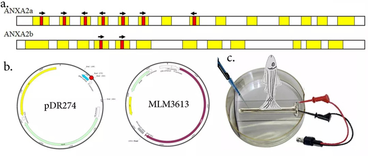 用M13F和基因特异性引物对阳性克隆进行菌落PCR和测序