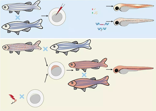 斑马鱼感染：从发病机理到细胞生物学丨国际研究