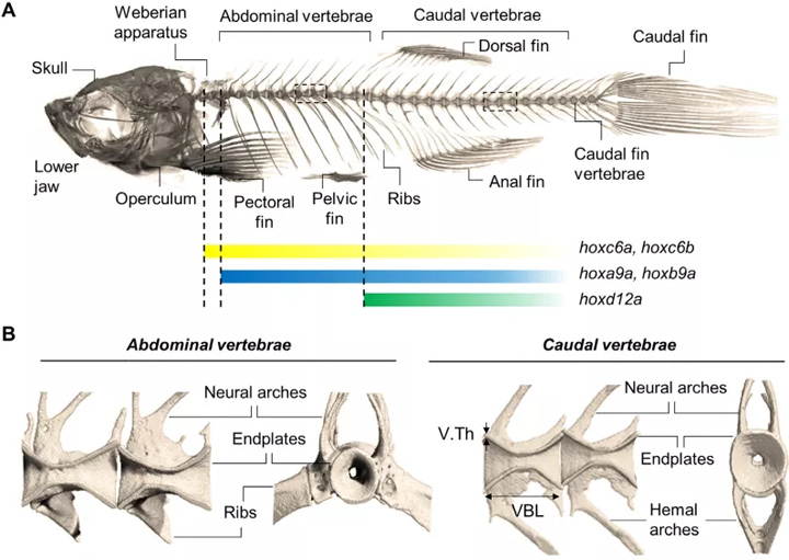 斑马鱼的骨架