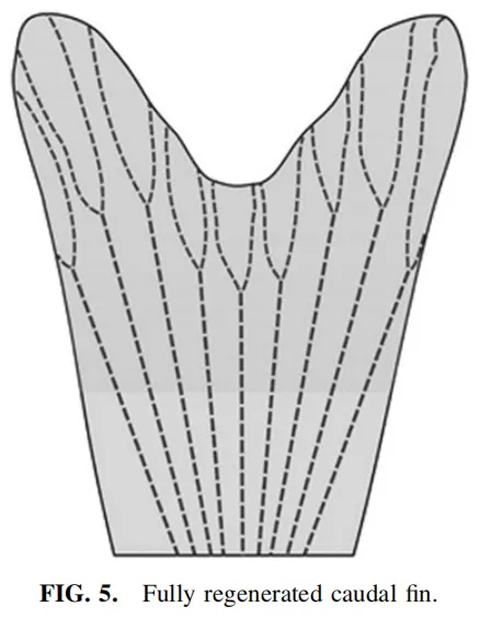 斑马鱼结构和功能再生尾鳍的完成