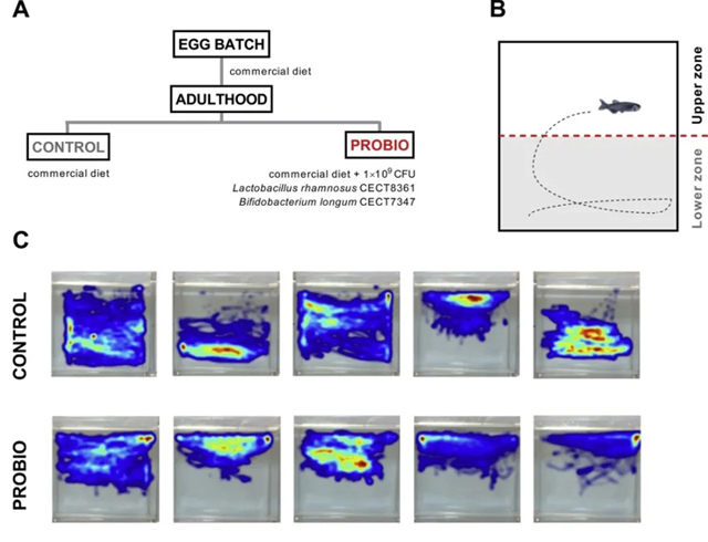斑马鱼模型研究益生菌降低焦虑相关行为的实验过程