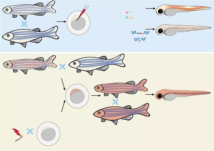 在感染生物学方面的斑马鱼细菌感染模型研究