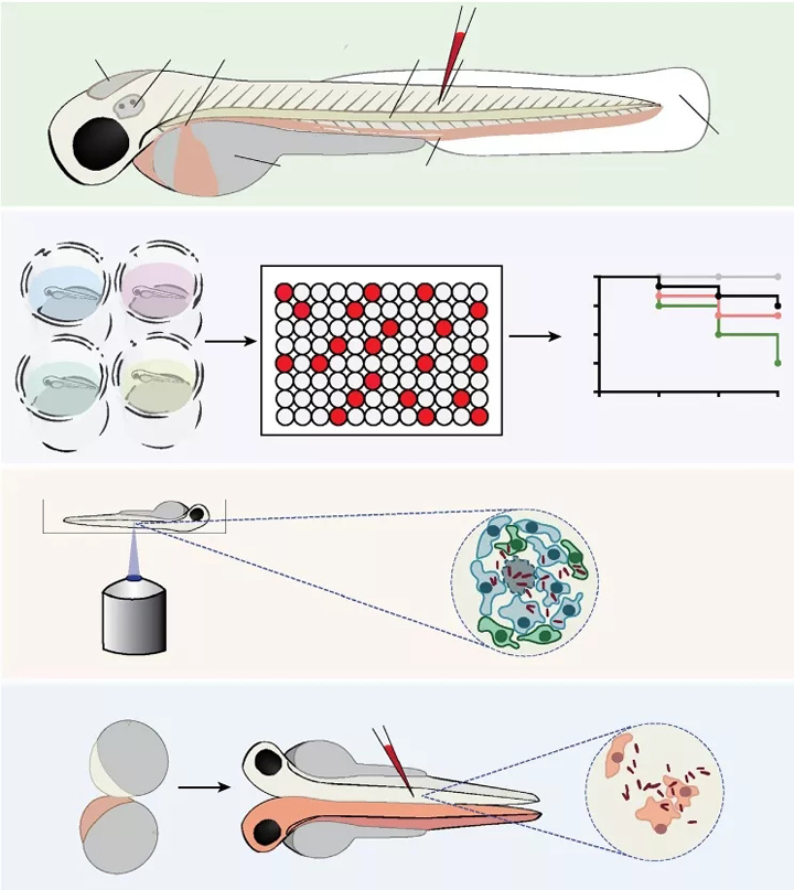 细胞生物学研究：用斑马鱼研究宿主-病原体相互作用