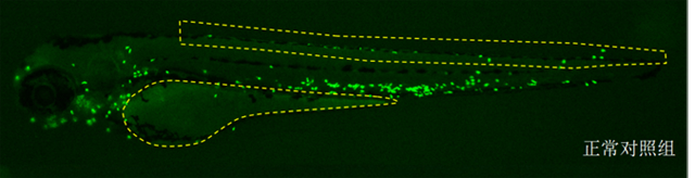 斑马鱼皮肤中性粒细胞数量