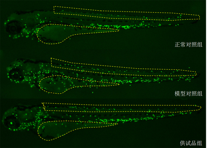 斑马鱼皮肤中性粒细胞表型图