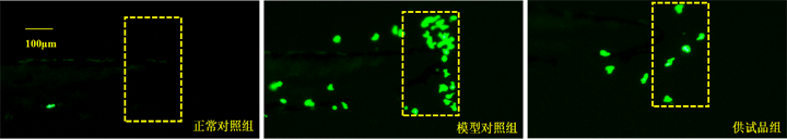 斑马鱼尾鳍中性粒细胞表型图