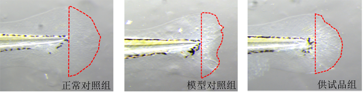 斑马鱼尾鳍面积表型图