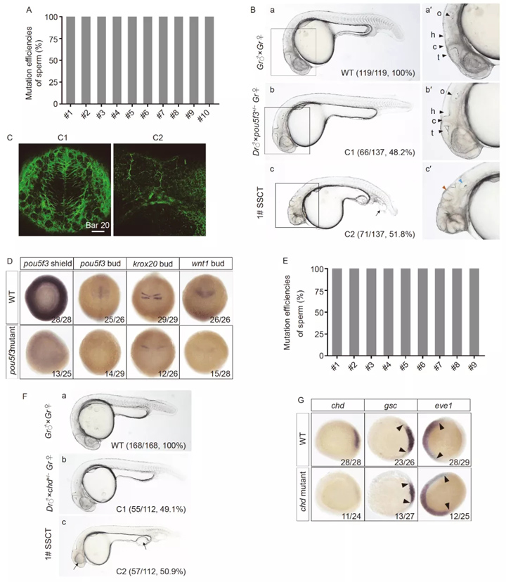 高效生产基因组编辑稀有鮈鲫斑马鱼替代品中的精子