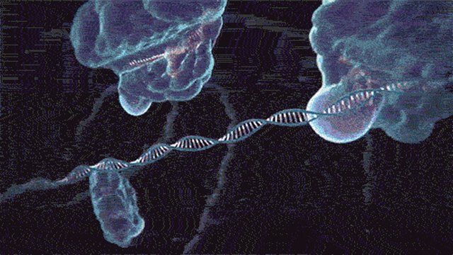 CRISPR-Cas9基因编辑系统