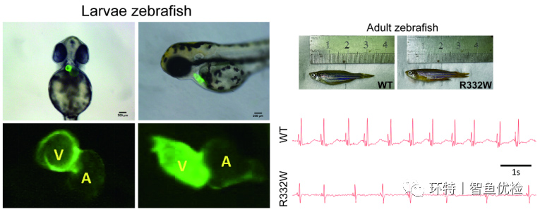 斑马鱼用于建立心脏遗传疾病模型