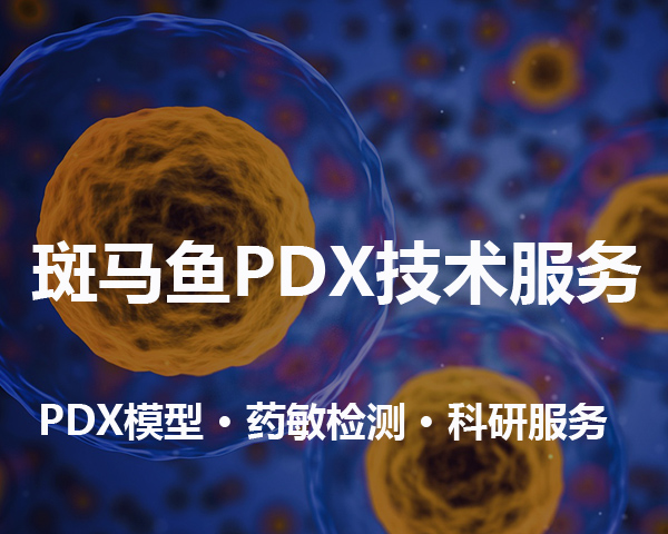 斑马鱼PDX模型构建 / 临床药效评价 / 科研服务