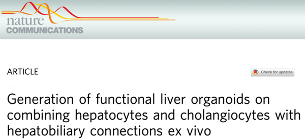 IF=17.694丨Nature Communications：在体外结合肝细胞与胆管细胞生成具有肝胆连接功能的肝类器官