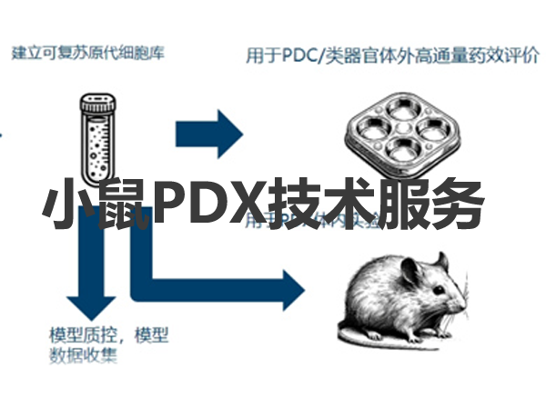 小鼠PDX模型构建 / 临床药效评价 / 科研服务