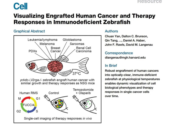 IF=64.5丨Cell：免疫缺陷斑马鱼用于异种移植瘤模型构建